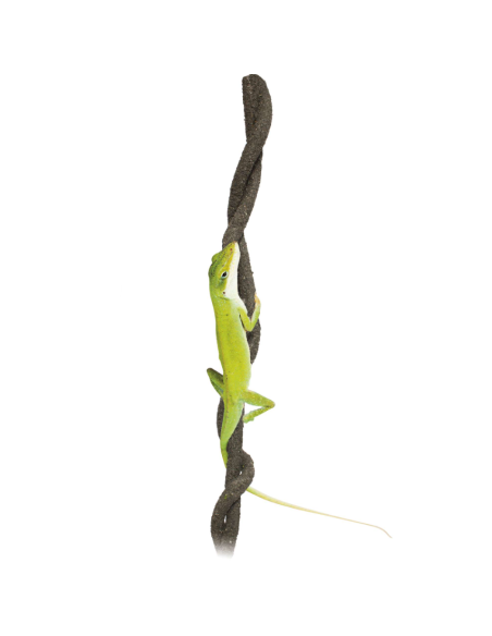 Liana para Reptiles Repti Selva 1,20 cm: Entorno Natural y Enriquecido para Terrarios - CPA